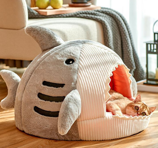 Cat-Bed Shark