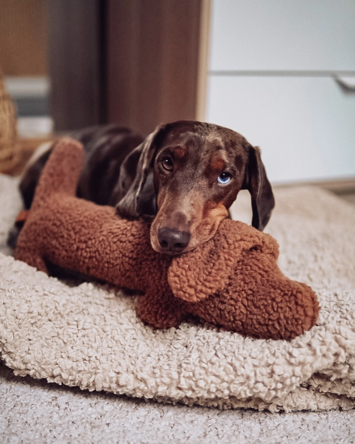 Dachshund Toy