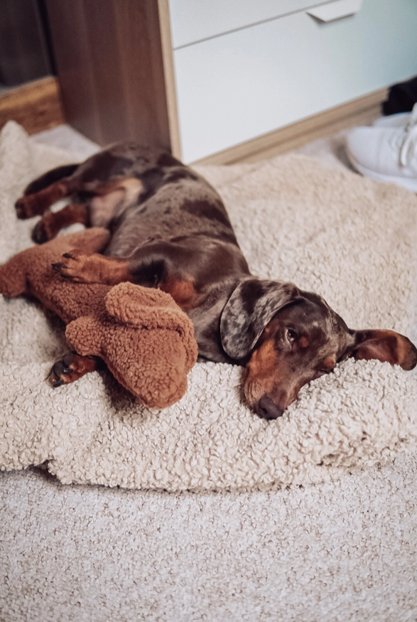 Dachshund Toy