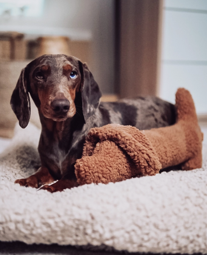 Dachshund Toy